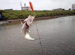 セイゴ（マルスズキ）の釣果