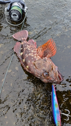 カサゴの釣果