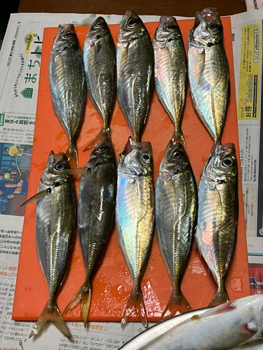 アジの釣果