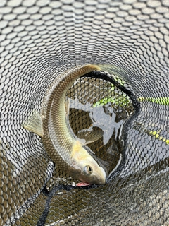 ニゴイの釣果