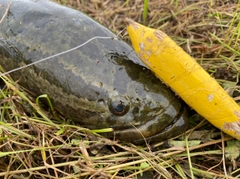 ライギョの釣果