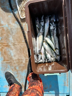 サバの釣果