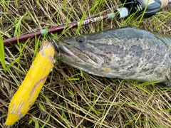 ライギョの釣果