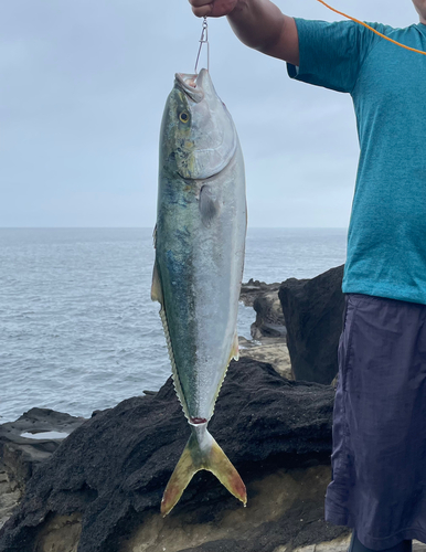 ヒラマサの釣果