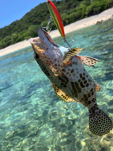 イシミーバイの釣果