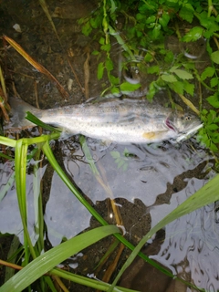 アマゴの釣果