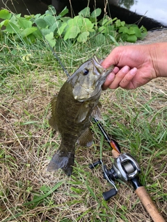 スモールマウスバスの釣果