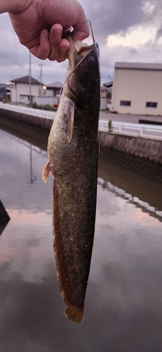 ナマズの釣果