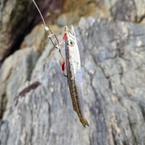 カマスの釣果