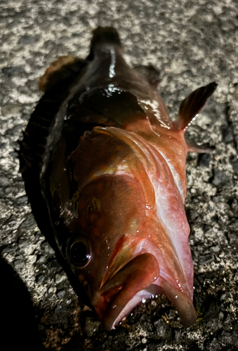 アコウの釣果