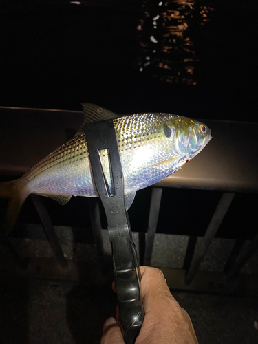 コノシロの釣果