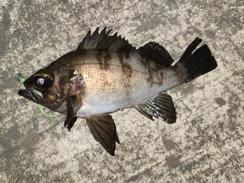 メバルの釣果