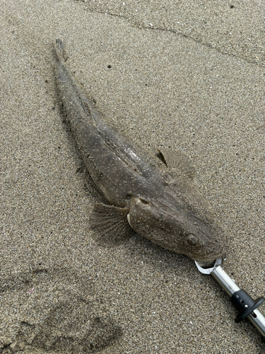 マゴチの釣果