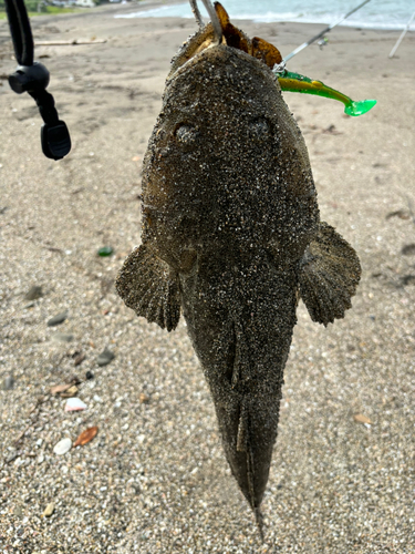 マゴチの釣果