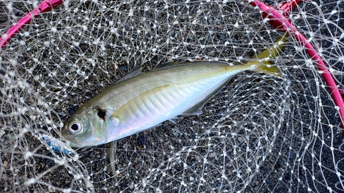 大浜釣り公園（金沢港ふれあい広場）