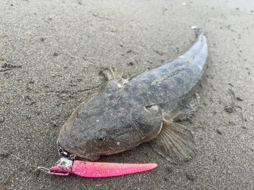 マゴチの釣果