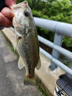 ラージマウスバスの釣果