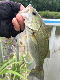 ラージマウスバスの釣果