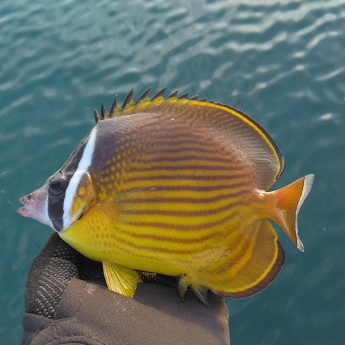 チョウチョウウオの釣果