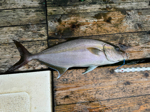 ヒレナガカンパチの釣果