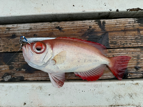 キントキダイの釣果