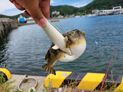 フグの釣果