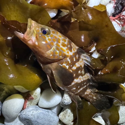 アコウの釣果