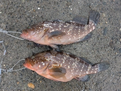 アコウの釣果