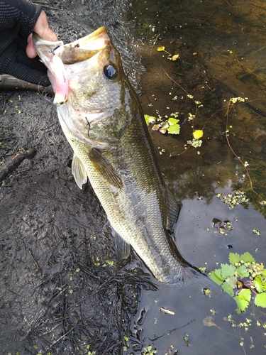 ラージマウスバスの釣果