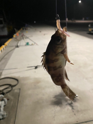 メバルの釣果