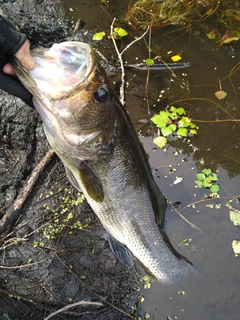 ラージマウスバスの釣果