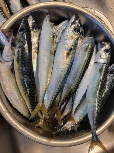 サバの釣果