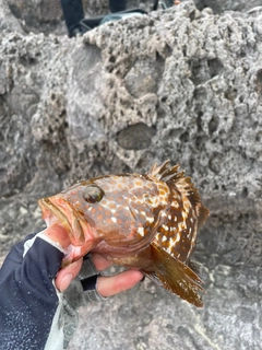 キジハタの釣果