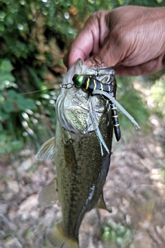 ラージマウスバスの釣果