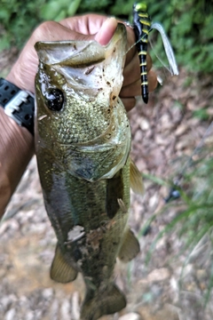 ラージマウスバスの釣果