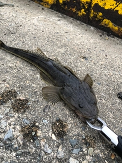 マゴチの釣果