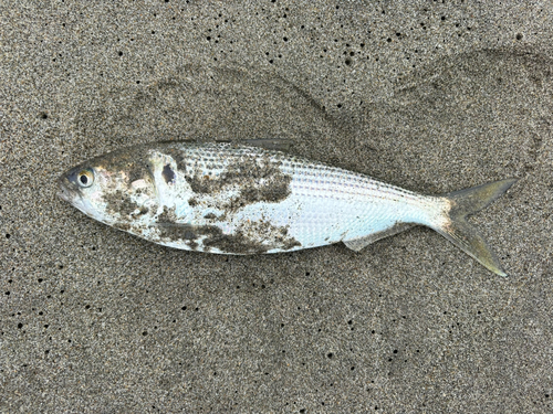 コノシロの釣果