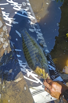 スモールマウスバスの釣果