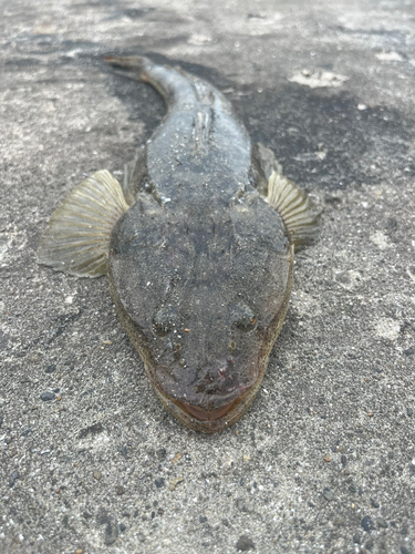 マゴチの釣果