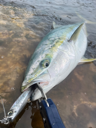 ブリの釣果