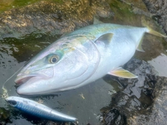 ブリの釣果