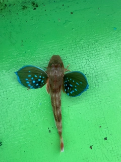 ホウボウの釣果