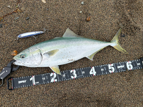 ワラサの釣果