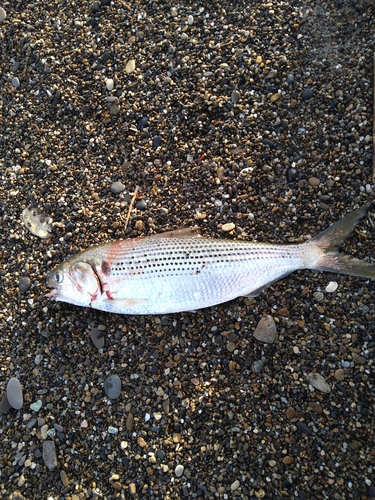 コノシロの釣果