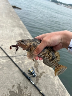 アイナメの釣果