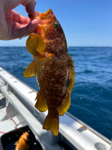 アコウの釣果