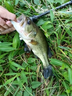 ラージマウスバスの釣果