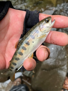 ヤマメの釣果