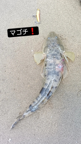 マゴチの釣果