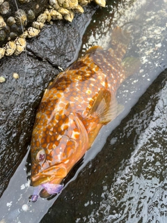 キジハタの釣果